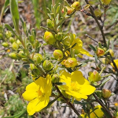 Hibbertia obtusifolia (Grey Guinea-flower) at Hawker, ACT - 19 Oct 2025 by sangio7