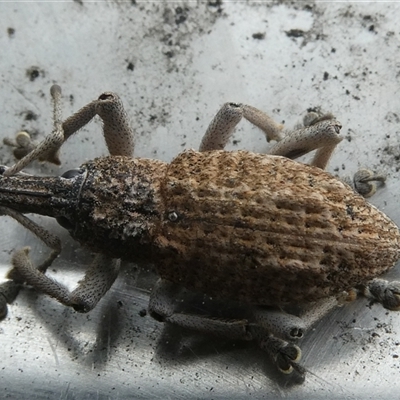 Leptopius robustus (Fruit tree root weevil) at Belconnen, ACT - 6 Oct 2025 by JohnGiacon