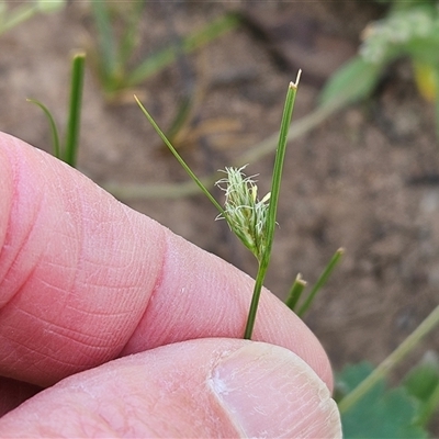 Carex inversa (Knob Sedge) at Hawker, ACT - 18 Oct 2025 by sangio7