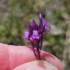 Linaria pelisseriana (Pelisser's Toadflax) at Hawker, ACT - 18 Oct 2025 by sangio7