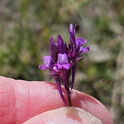 Linaria pelisseriana (Pelisser's Toadflax) at Hawker, ACT - 18 Oct 2025 by sangio7