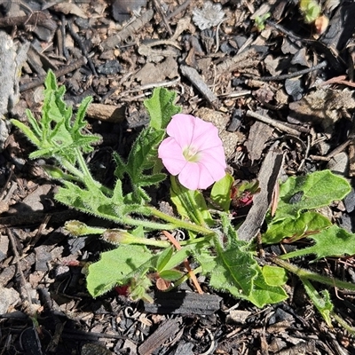 Convolvulus angustissimus subsp. angustissimus (Australian Bindweed) at Hawker, ACT - 18 Oct 2025 by sangio7