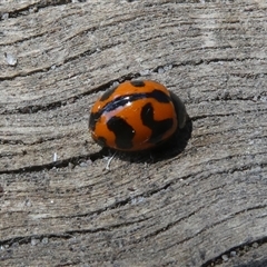 Coccinella transversalis (Transverse Ladybird) at Belconnen, ACT - 17 Oct 2025 by JohnGiacon