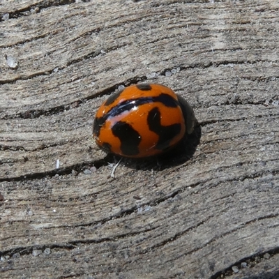 Coccinella transversalis (Transverse Ladybird) at Belconnen, ACT - 17 Oct 2025 by JohnGiacon