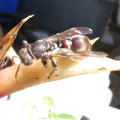 Ropalidia plebeiana (Small brown paper wasp) at Belconnen, ACT - 18 Oct 2025 by JohnGiacon