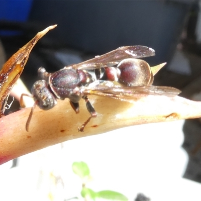 Ropalidia plebeiana (Small brown paper wasp) at Belconnen, ACT - 18 Oct 2025 by JohnGiacon