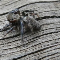 Maratus griseus (Jumping spider) at Belconnen, ACT - 20 Oct 2025 by JohnGiacon