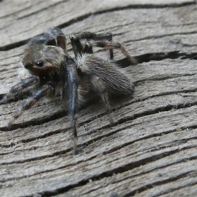 Maratus griseus (Jumping spider) at Belconnen, ACT - 20 Oct 2025 by JohnGiacon
