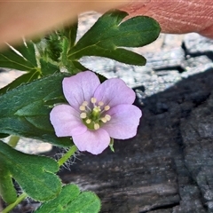 Geranium solanderi var. solanderi (Native Geranium) at Hawker, ACT - 18 Oct 2025 by sangio7