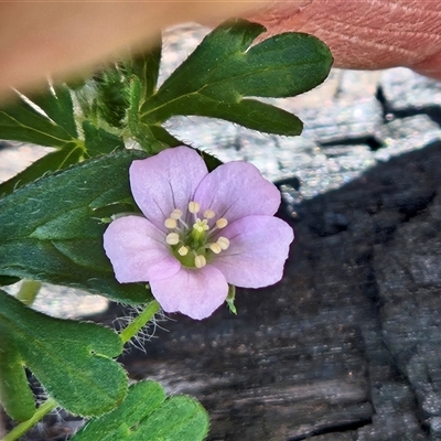Geranium solanderi var. solanderi (Native Geranium) at Hawker, ACT - 18 Oct 2025 by sangio7