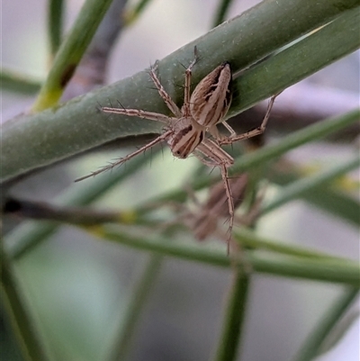 Oxyopes (genus) (Lynx spider) at Franklin, ACT - 20 Oct 2025 by chriselidie
