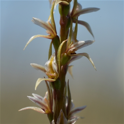 Paraprasophyllum petilum (Tarengo Leek Orchid) at  - suppressed by RobG1