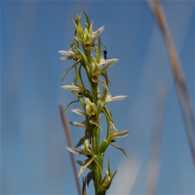 Paraprasophyllum petilum (Tarengo Leek Orchid) at  - suppressed by RobG1