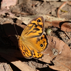 Heteronympha merope at Oakhampton Heights, NSW - 15 Oct 2025 by ChrisChapman