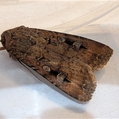 Agrotis infusa (Bogong Moth, Common Cutworm) at Franklin, ACT - 20 Oct 2025 by chriselidie