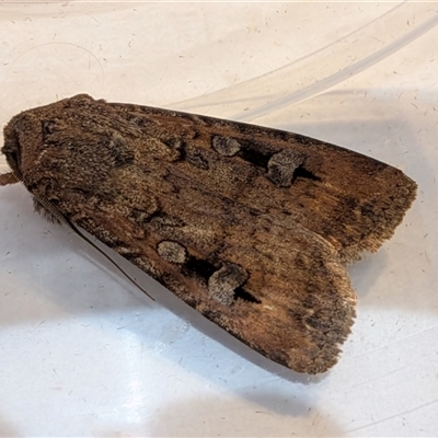 Agrotis infusa (Bogong Moth, Common Cutworm) at Franklin, ACT - 20 Oct 2025 by chriselidie
