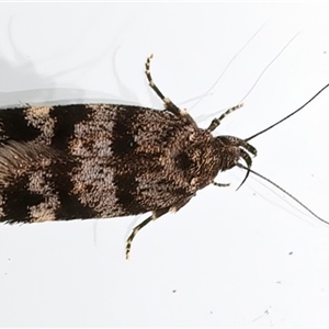 Barea phaeomochla (Barea phaeomochla) at Ainslie, ACT - 15 Oct 2025 by jb2602