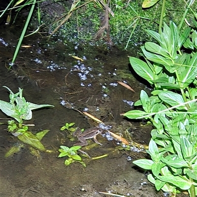 Limnodynastes peronii (Brown-striped Frog) at Macgregor, ACT - 17 Oct 2025 by LD12