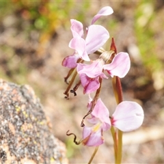 Diuris dendrobioides (Late Mauve Doubletail) by Harrisi