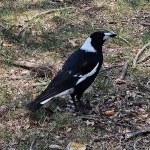 Gymnorhina tibicen at Fyshwick, ACT - Yesterday by MatthewFrawley