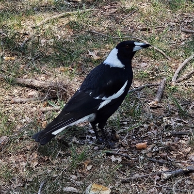 Gymnorhina tibicen at Fyshwick, ACT - 20 Oct 2025 by MatthewFrawley