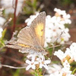 Lucia limbaria (Chequered Copper) at Theodore, ACT - 19 Oct 2025 by Harrisi