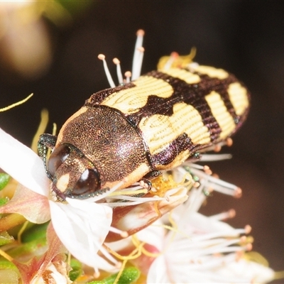 Castiarina decemmaculata (Ten-spot Jewel Beetle) at Uriarra Village, ACT - 20 Oct 2025 by Harrisi