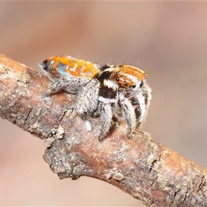 Maratus calcitrans (Kicking peacock spider) at Uriarra Village, ACT - 20 Oct 2025 by Harrisi