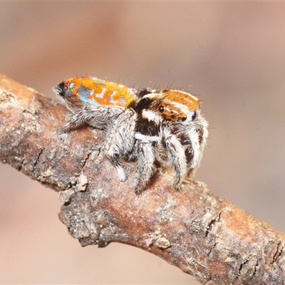 Maratus calcitrans (Kicking peacock spider) at Uriarra Village, ACT - 20 Oct 2025 by Harrisi