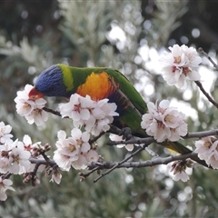 Trichoglossus moluccanus (Rainbow Lorikeet) at Conder, ACT - 29 Aug 2025 by MichaelBedingfield