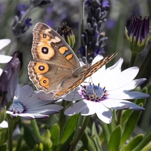 Junonia villida (Meadow Argus) at Higgins, ACT - 15 Oct 2025 by AlisonMilton