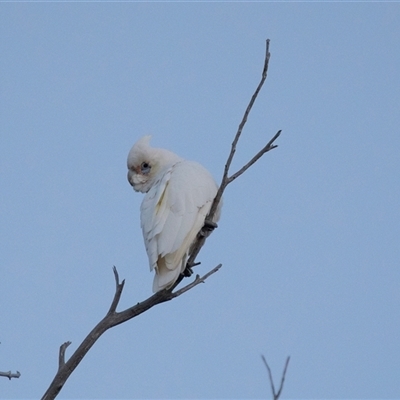 Cacatua sanguinea at American River, SA - 16 Sep 2025 by AlisonMilton