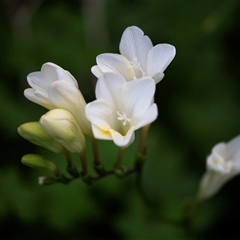 Freesia leichtlinii subsp. leichtlinii x Freesia leichtlinii subsp. alba at American River, SA - 16 Sep 2025 by AlisonMilton