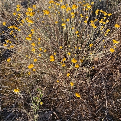 Craspedia sp. at Griffith, NSW - 11 Oct 2025 by Bambellina