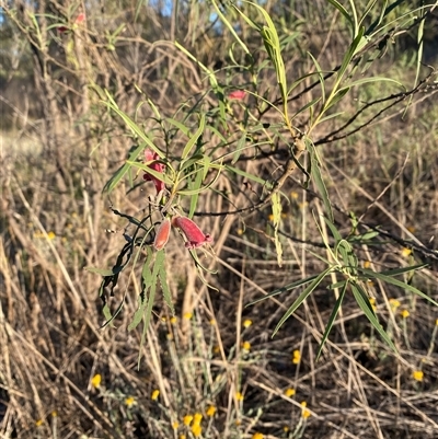 Eremophila longifolia at Griffith, NSW - 13 Oct 2025 by Bambellina