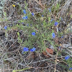 Dampiera lanceolata at Griffith, NSW - 13 Oct 2025 by Bambellina