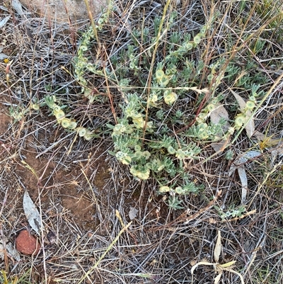 Maireana enchylaenoides at Griffith, NSW - 11 Oct 2025 by Bambellina