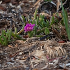 Crassula sieberiana at American River, SA - 16 Sep 2025 by AlisonMilton