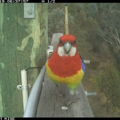 Platycercus eximius at Ettamogah, NSW - 19 Oct 2025 by AlburyCityEnviros