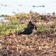 Haematopus longirostris at American River, SA - 16 Sep 2025 by AlisonMilton