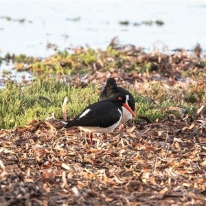 Haematopus longirostris at American River, SA - 16 Sep 2025 by AlisonMilton