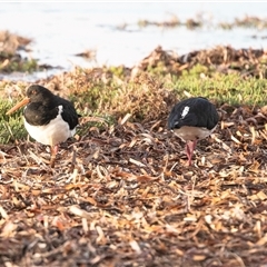 Haematopus longirostris at American River, SA - suppressed