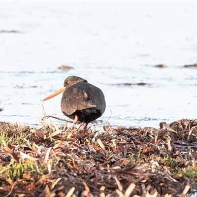 Haematopus fuliginosus at American River, SA - 16 Sep 2025 by AlisonMilton