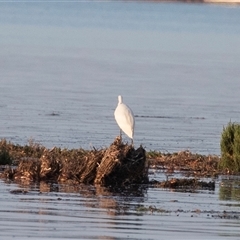 Egretta garzetta at American River, SA - 16 Sep 2025 by AlisonMilton