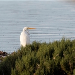 Ardea alba at American River, SA - 16 Sep 2025 by AlisonMilton