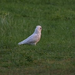 Cacatua sanguinea (Little Corella) at American River, SA - 16 Sep 2025 by AlisonMilton