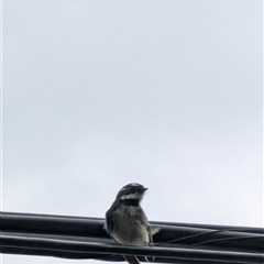 Unverified Small (Robin, Finch, Thornbill etc) at Kaleen, ACT - 21 Oct 2025 by LizOz