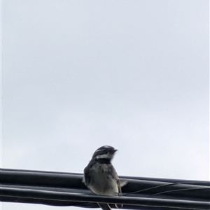 Unverified Small (Robin, Finch, Thornbill etc) at Kaleen, ACT - Today by LizOz