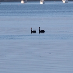 Cygnus atratus at American River, SA - 16 Sep 2025 by AlisonMilton