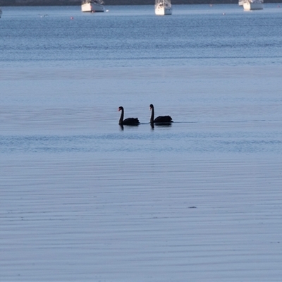Cygnus atratus at American River, SA - 16 Sep 2025 by AlisonMilton